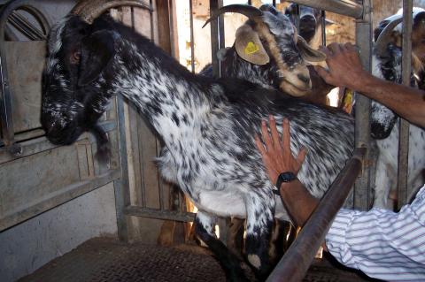 image Entrada de cabras en módulo