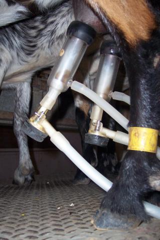 image Ordeñando, primer plano