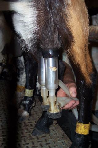 image Ordeñando, primer plano
