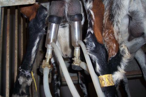 image Ordeñando, primer plano