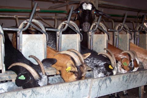 image Panorámica cabras cebándose