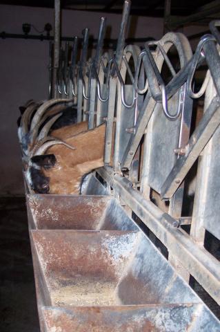 image Panorámica cabras cebándose