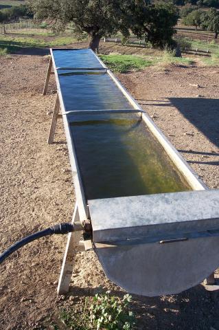 image Bebedero de cabras