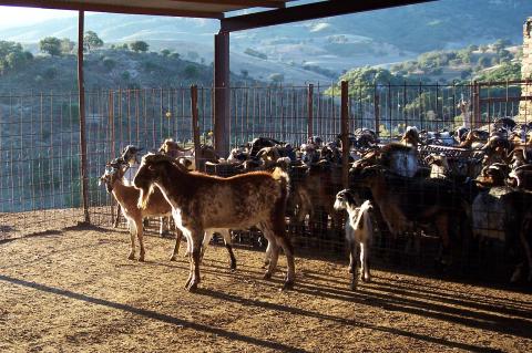 image Macho carbrío