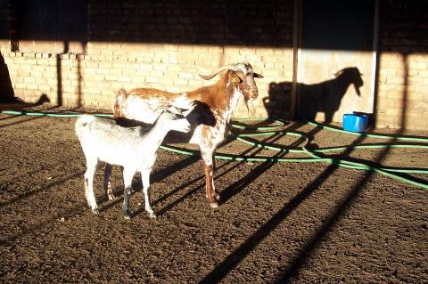 image Macho cabrío y rebaño