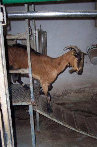 image Salida cabras ordeñadas