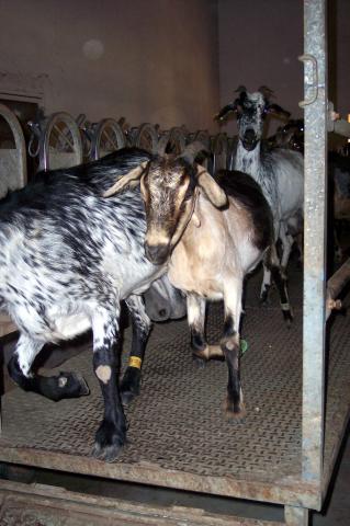 image Salida cabras ordeñadas