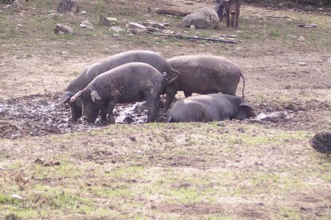 image Cerdos en charca