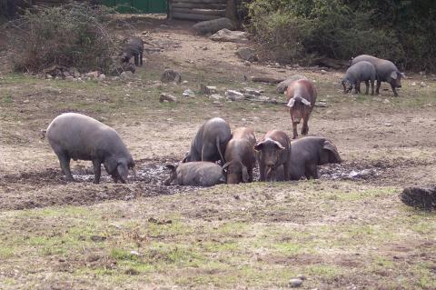 image Cerdos en charca