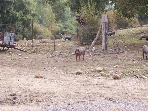 image Explotación extensiva