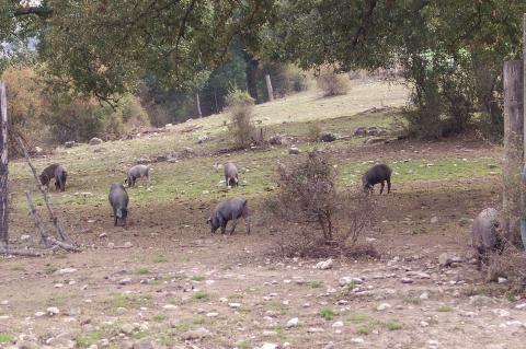 image Explotación extensiva