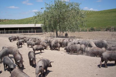 image Explotación intensiva