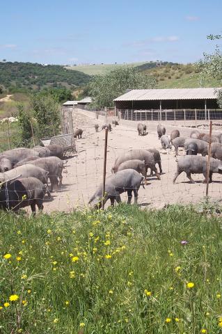 image Explotación intensiva