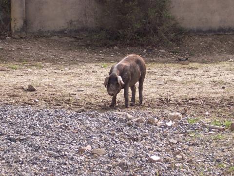 image Lechón en pocilga