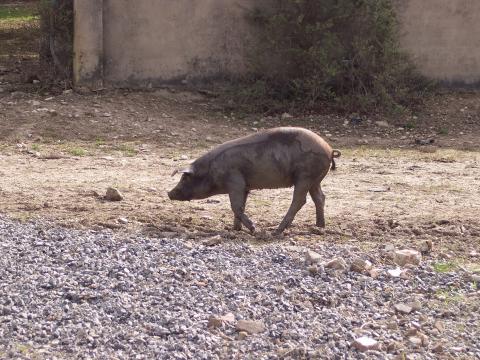 image Lechón en pocilga