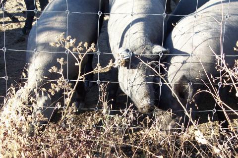 image Cerdos en comedero