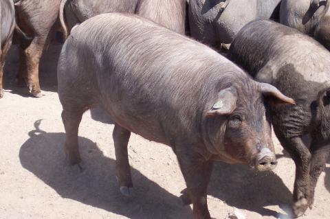 image Lechón corriendo
