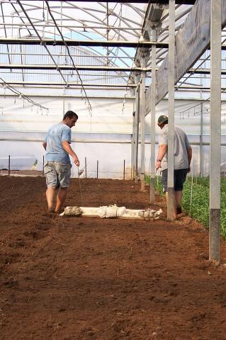 image Alisado de plantación