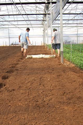 image Alisado de plantación