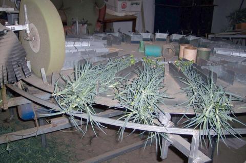 image Clasificadora cortadora