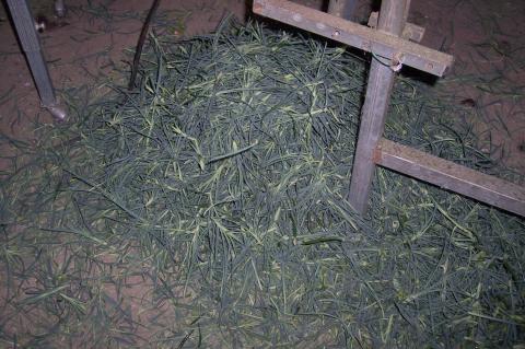 image Clasificadora cortadora