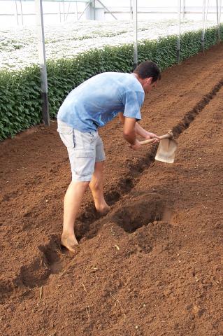 image Haciendo casillas con azadón