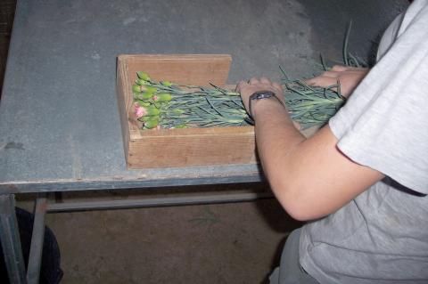 image Haciendo ramos