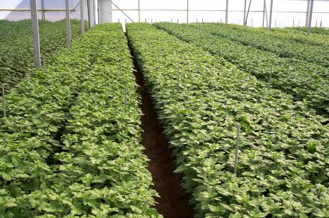 image Invernaderos de flores