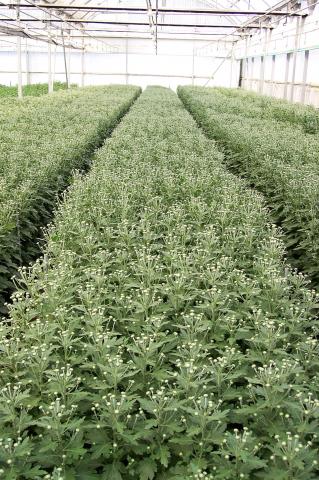 image Invernaderos de flores