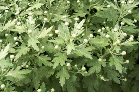 image Invernaderos de flores