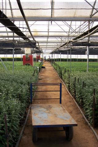 image Invernaderos de flores