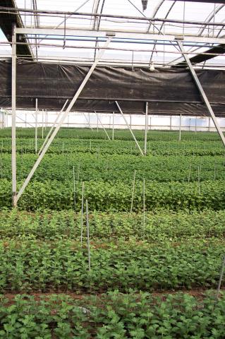 image Invernaderos de flores