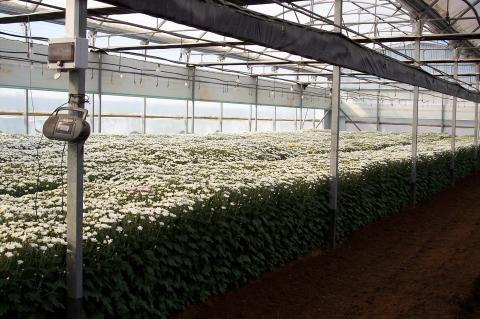 image Invernaderos de flores