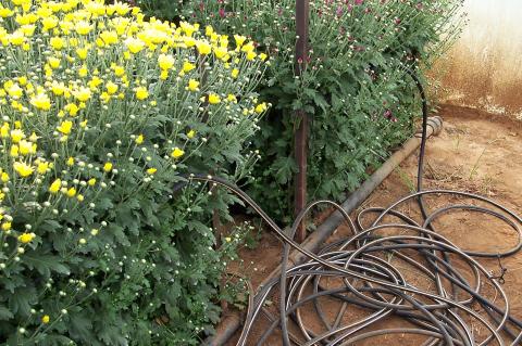 image Invernaderos de flores