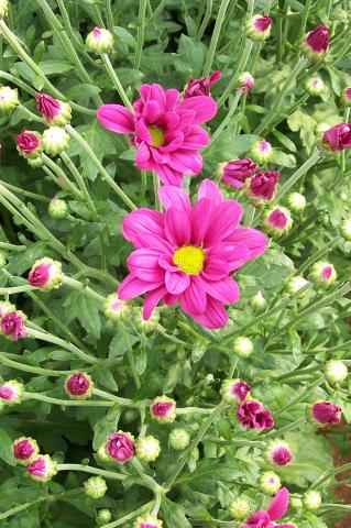 image Invernaderos de flores