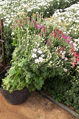 image Invernaderos de flores