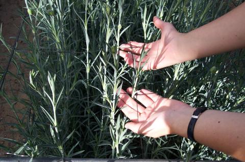 image Mallas tutores