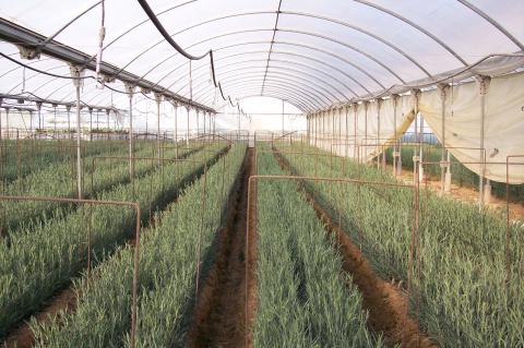 image Panorámica invernadero