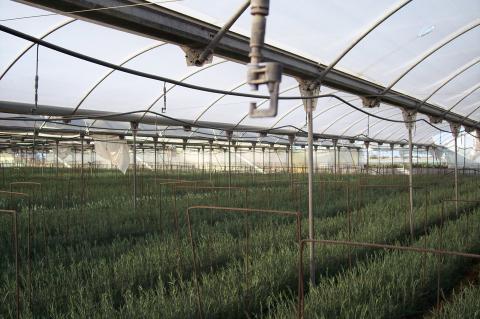 image Panorámica invernadero