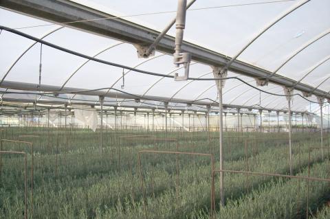 image Panorámica invernadero