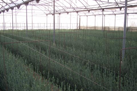 image Panorámica invernadero