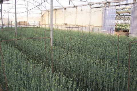 image Panorámica invernadero