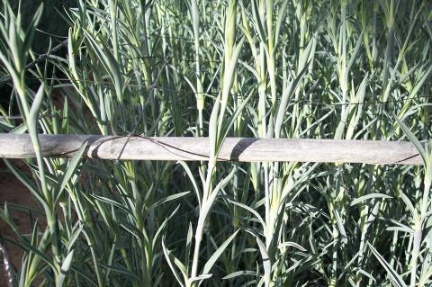 image Plantas de clavel