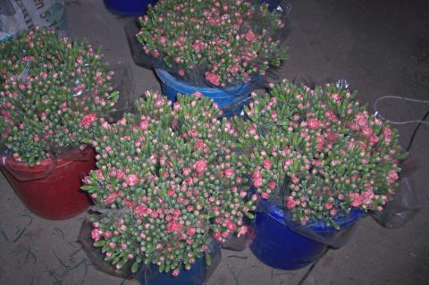 image Ramos para vender