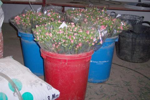 image Ramos para vender