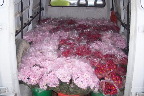 image Ramos para vender