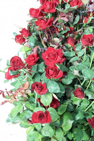 image Rosas