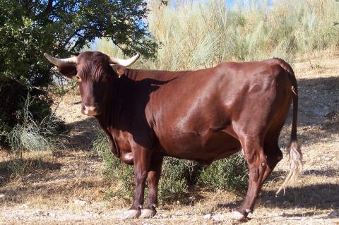 image Vacas retintas