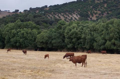 image Vacas retintas