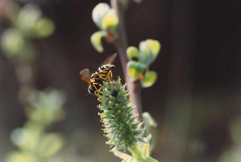 image Mosca cernícalo (Syrphus ribestii)